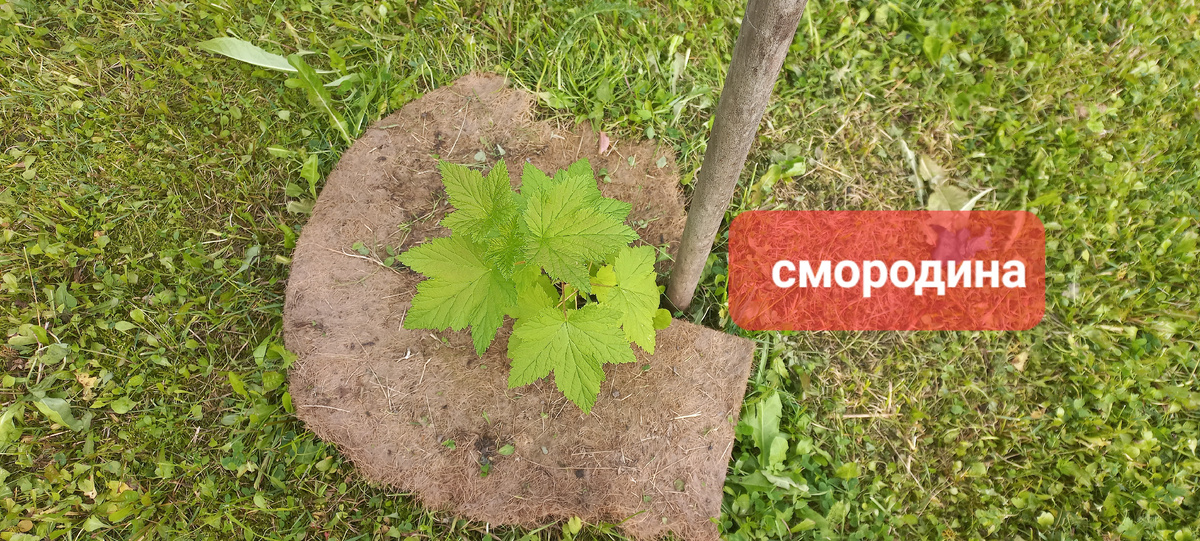 Фото автора, конц августа