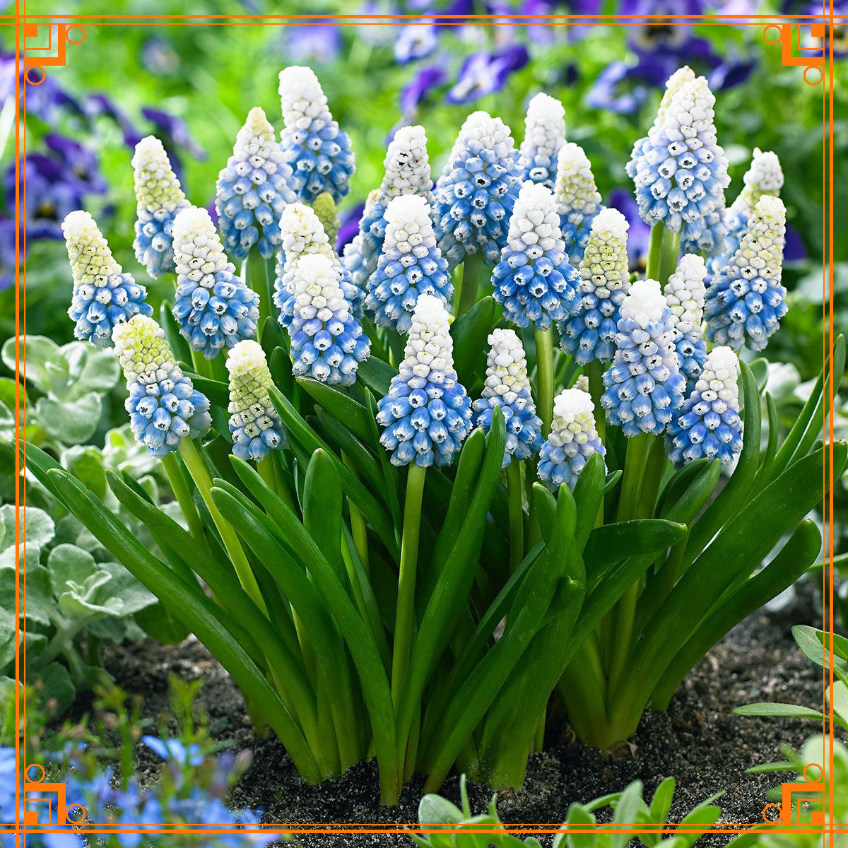 Фото из интернета. мускари фото и описание