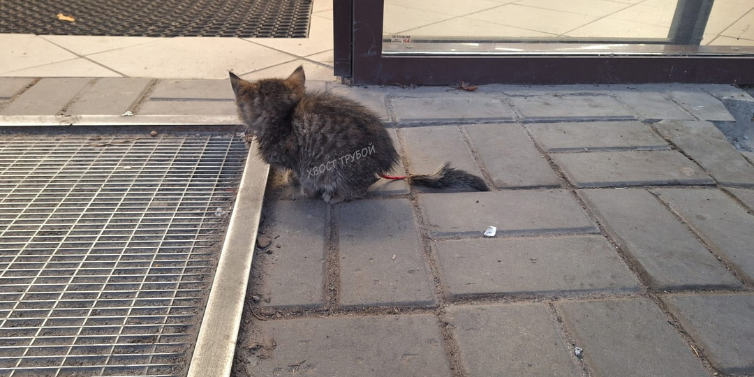 Крохотный котёнок сидел на крыльце и заглядывал в магазин в надежде на помощь.