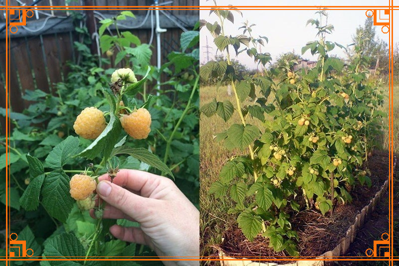 Фото из интернета. малина описание сортов фото