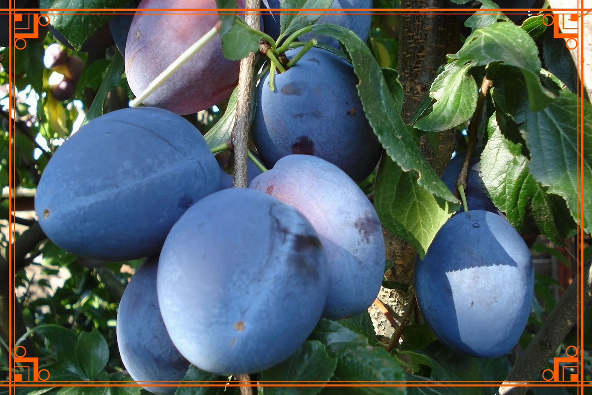 Фото из интернета. сорта слив слива описание сортов