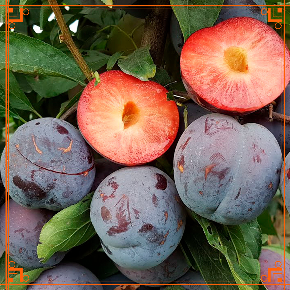 Фото из интернета. сорта слив