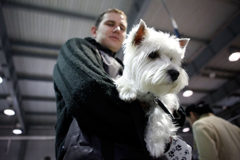    Мужчина зашел в комнату за собакой и документами Архив "КП"