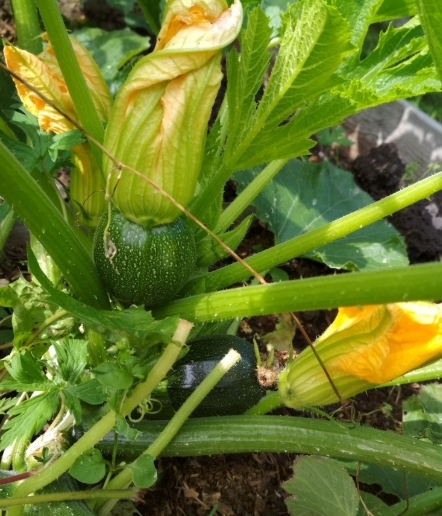 Кабачок Поваренок, фото автора