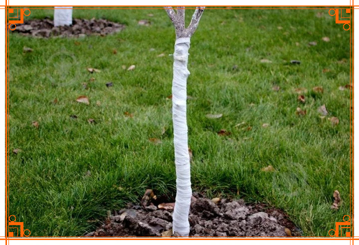 Фото из интернета. садовый бинт для деревьев