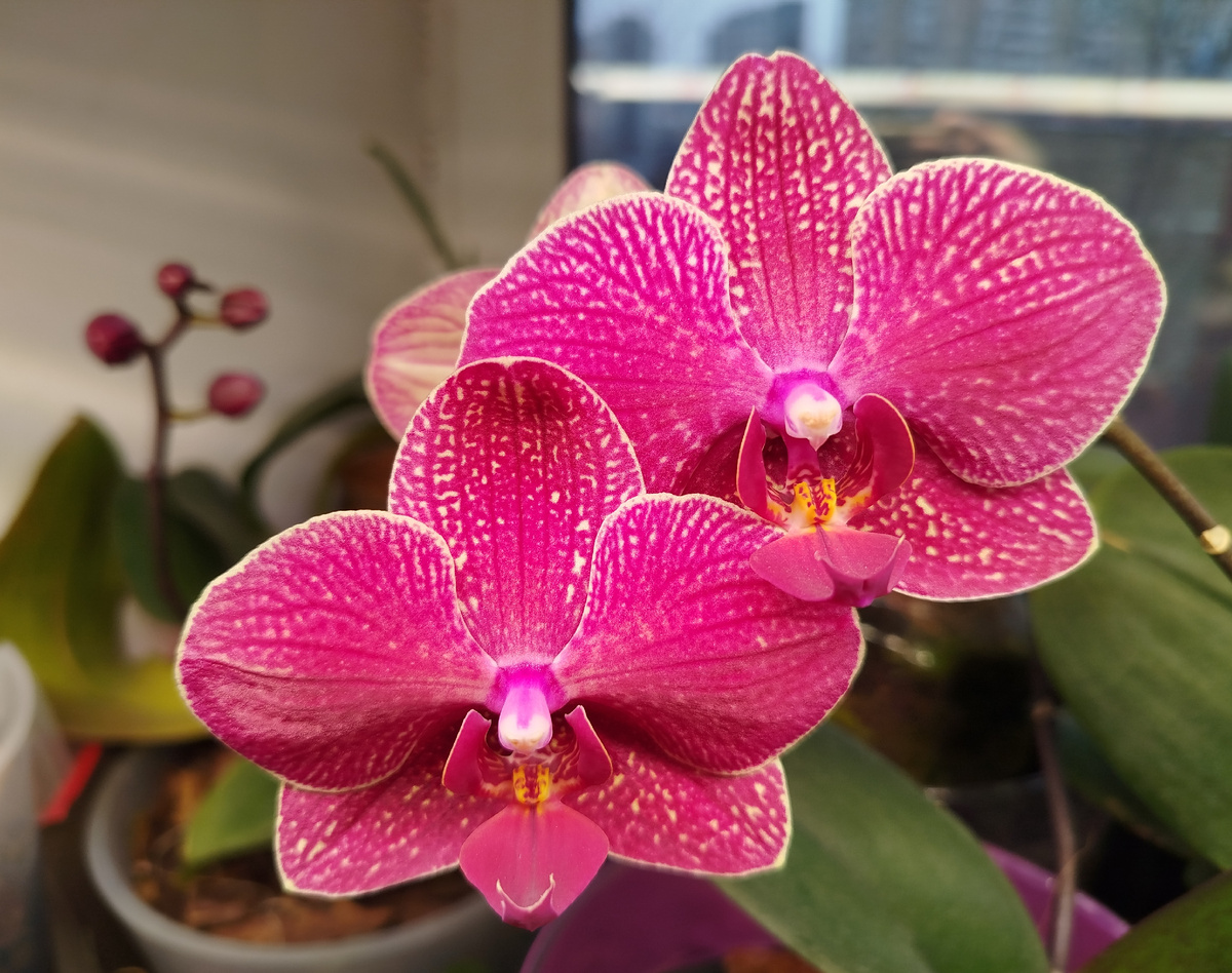 При разном освещении фаленопсис Kimono может выглядеть по-разному