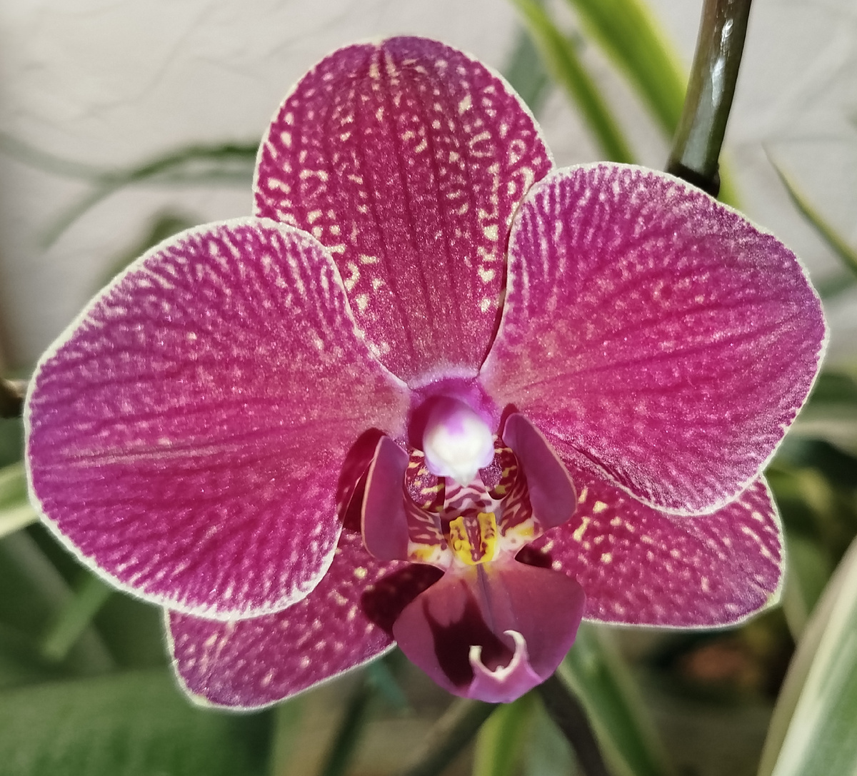 Обычно цветет очень насыщенным малиново-бордовым цветом. Свежераспустившийся цветок орхидеи фаленопсиса Кимоно.