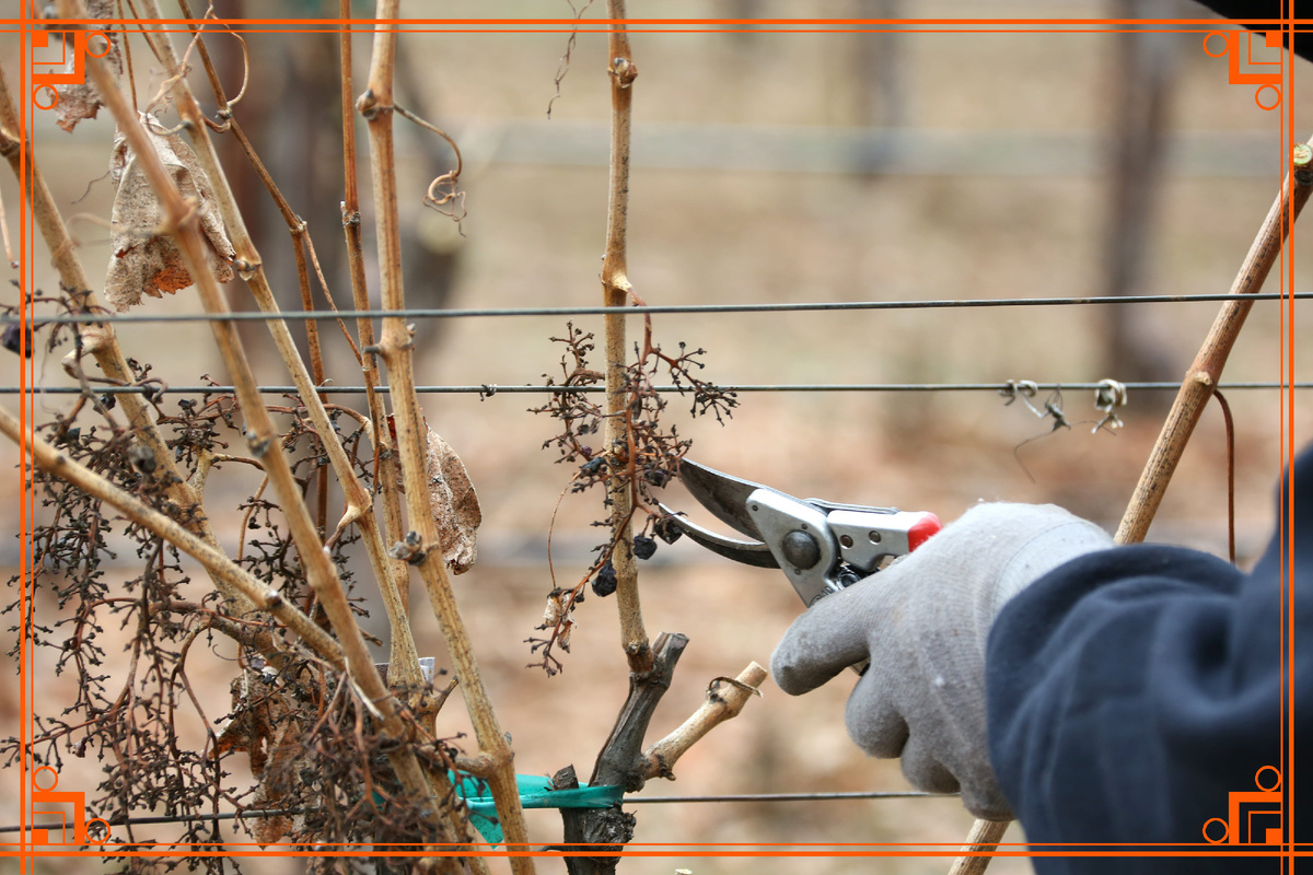 Фото из Интернета.чем обработать виноград на зиму