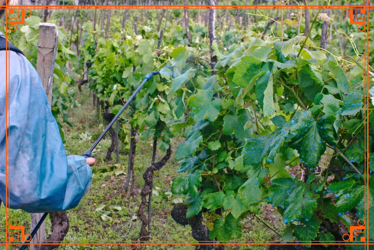 Фото из Интернета. чем обработать виноград осенью на зиму