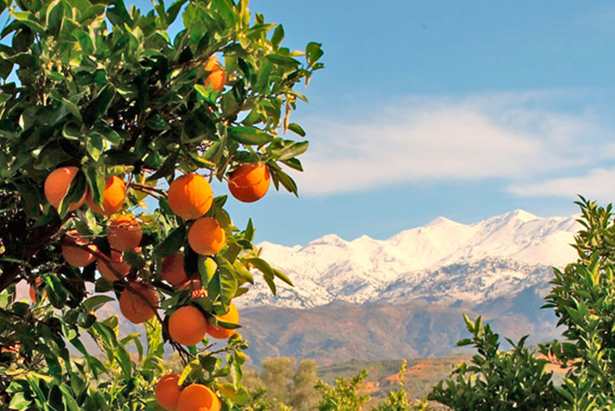 Так выглядит долина апельсинов на самом юге Греции