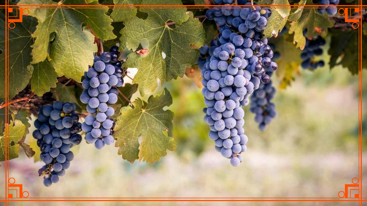 Фото из Интернета. виноград не плодоносит