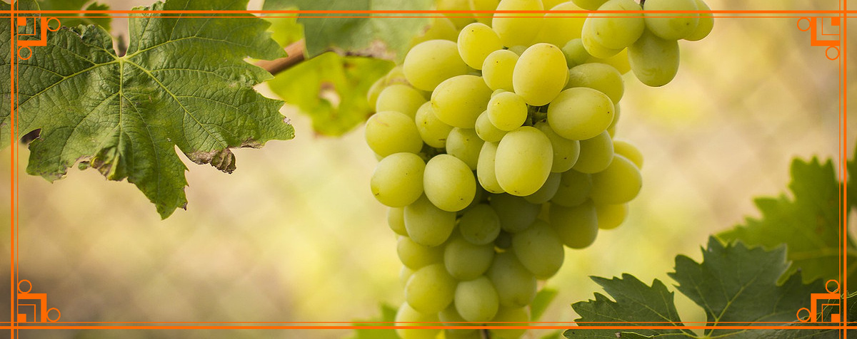 Фото из интернета. уход за виноградов