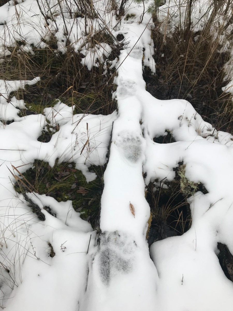 Следы медведя на поваленном дереве