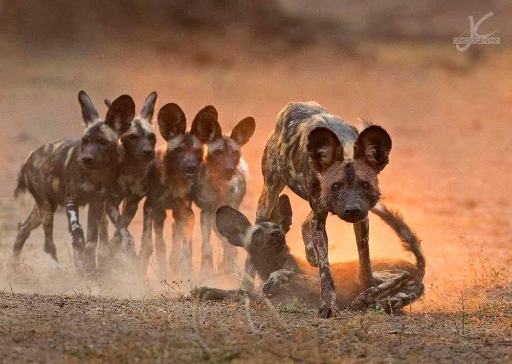 Охота льва заканчивается успехом в 3/10 случаев. Наша — в 8/10. Ну и кто истинный король саванны? 