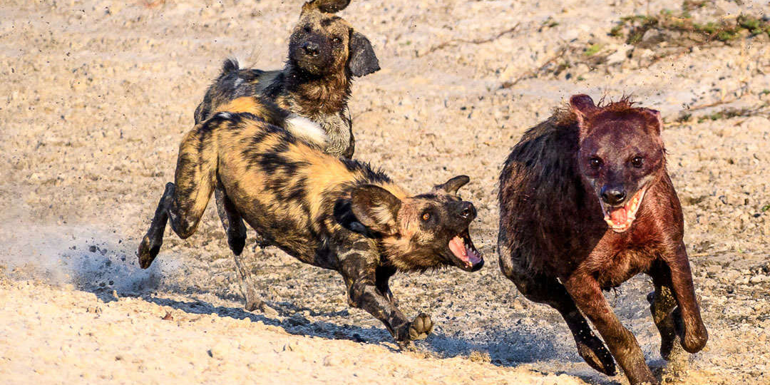 Гиеновая собака: Львы — жалкие падальщики на их фоне. Эти псы — лучшие хищники Африки