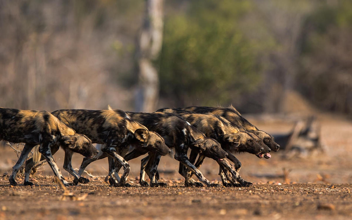 Даже на фотографии от такой пестроты в глазах рябит!