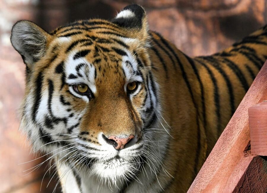     / Источник: © Илья Наймушин/РИА Новости