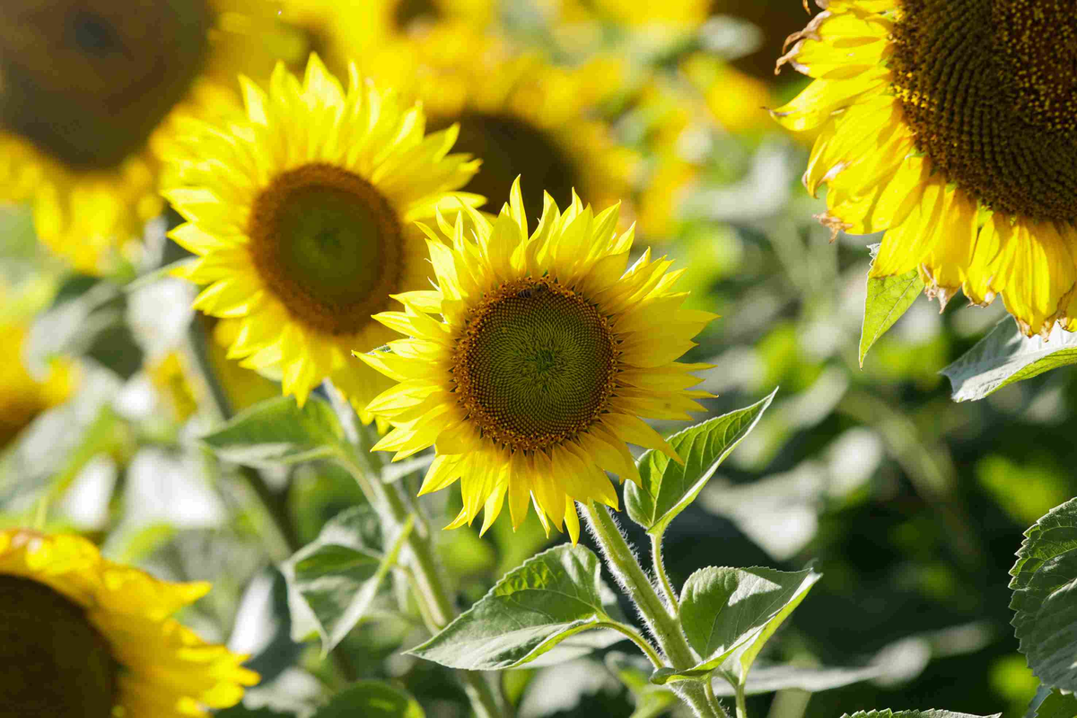 Источник: Поле.РФ