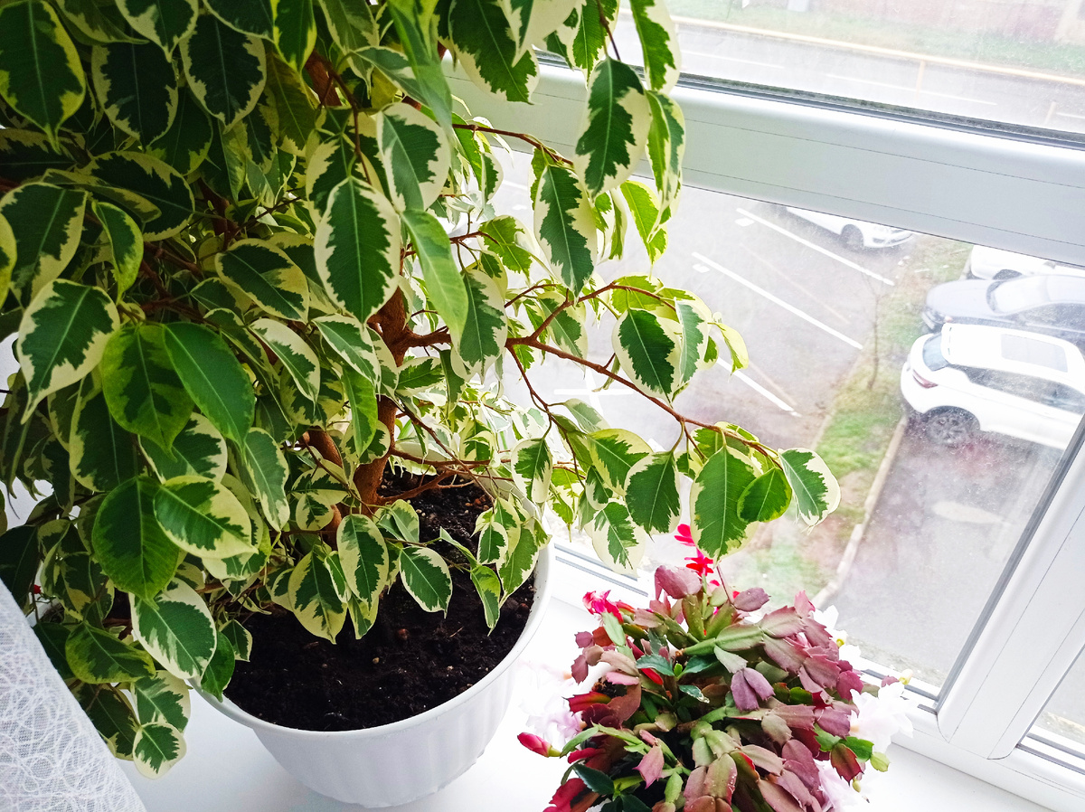 Вот здесь внизу справа напротив этого окна стляла эта шумная и разражающая машина