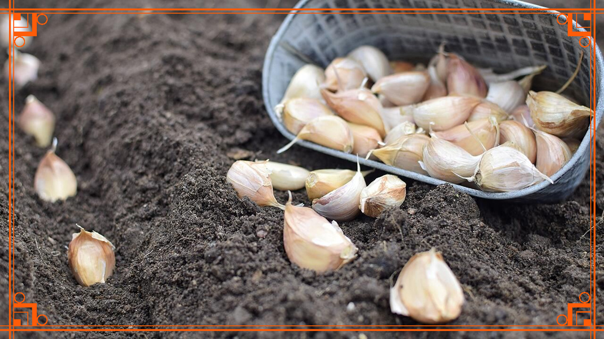 Фото из интернета. посев чеснока