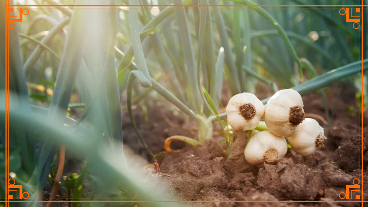 фото из интернета. посев чеснока