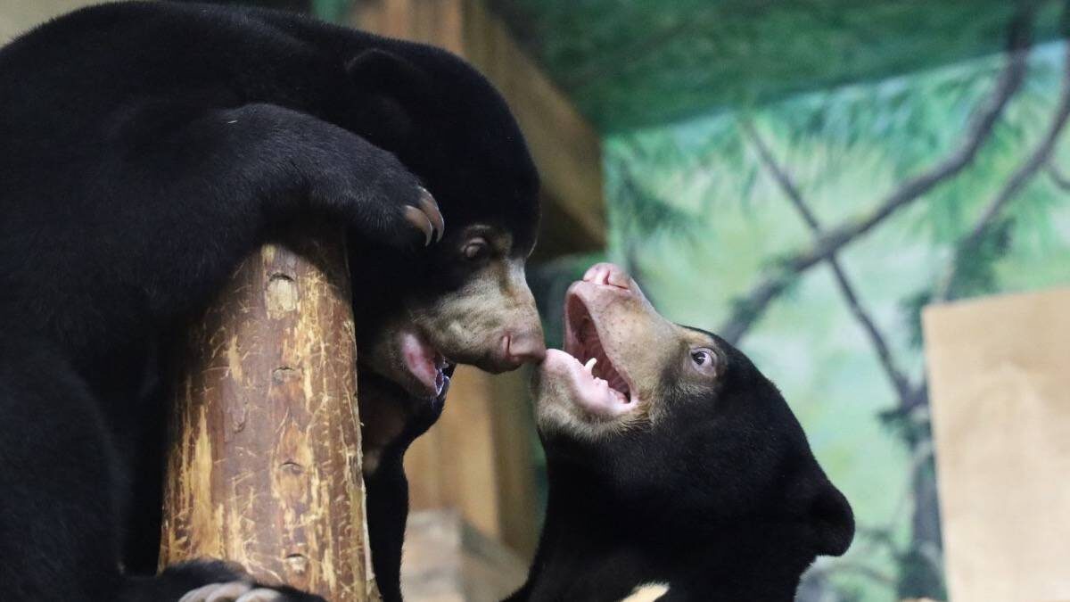    Фото: Московский зоопарк