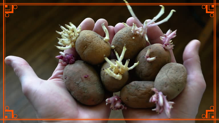 Фото из интернета. как правильно хранить картофель