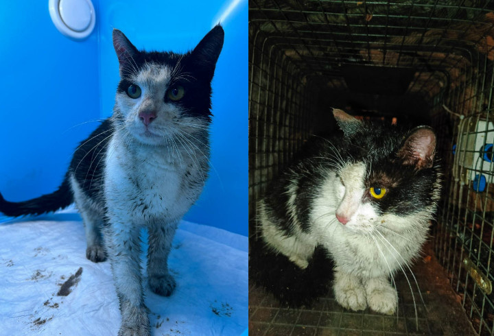 фото: vk.com/koshkispas