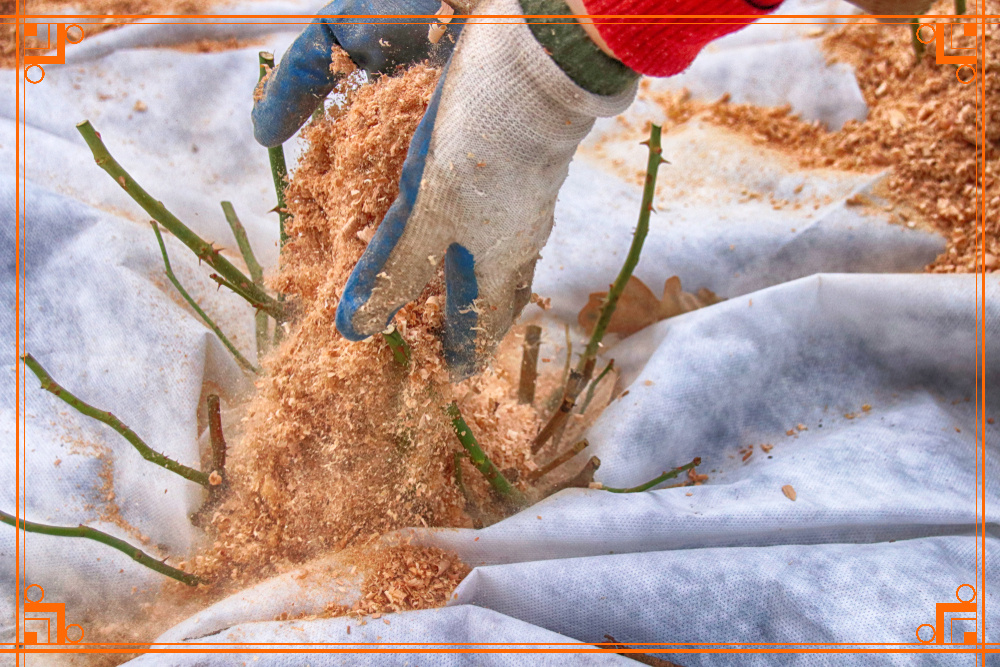 Фото из интернета. как подготовить розы к зиме