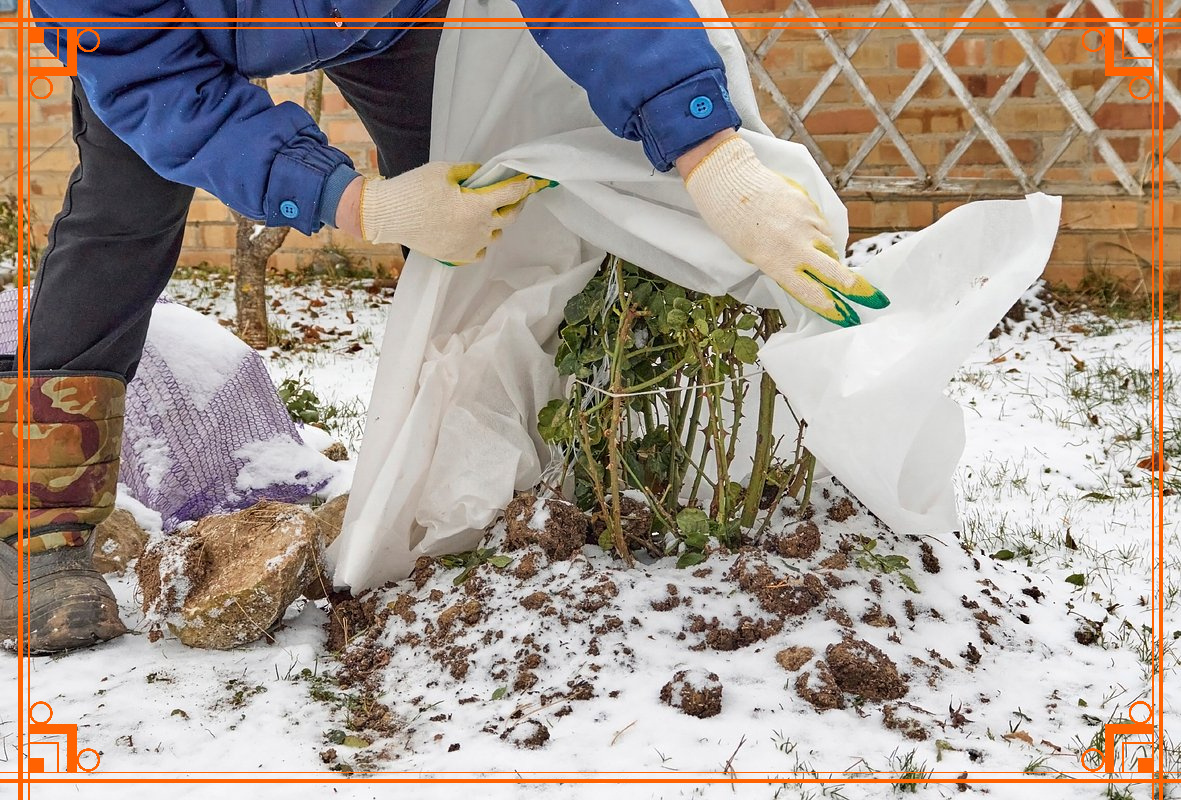 Фото из интернета. подготовка роз к зиме