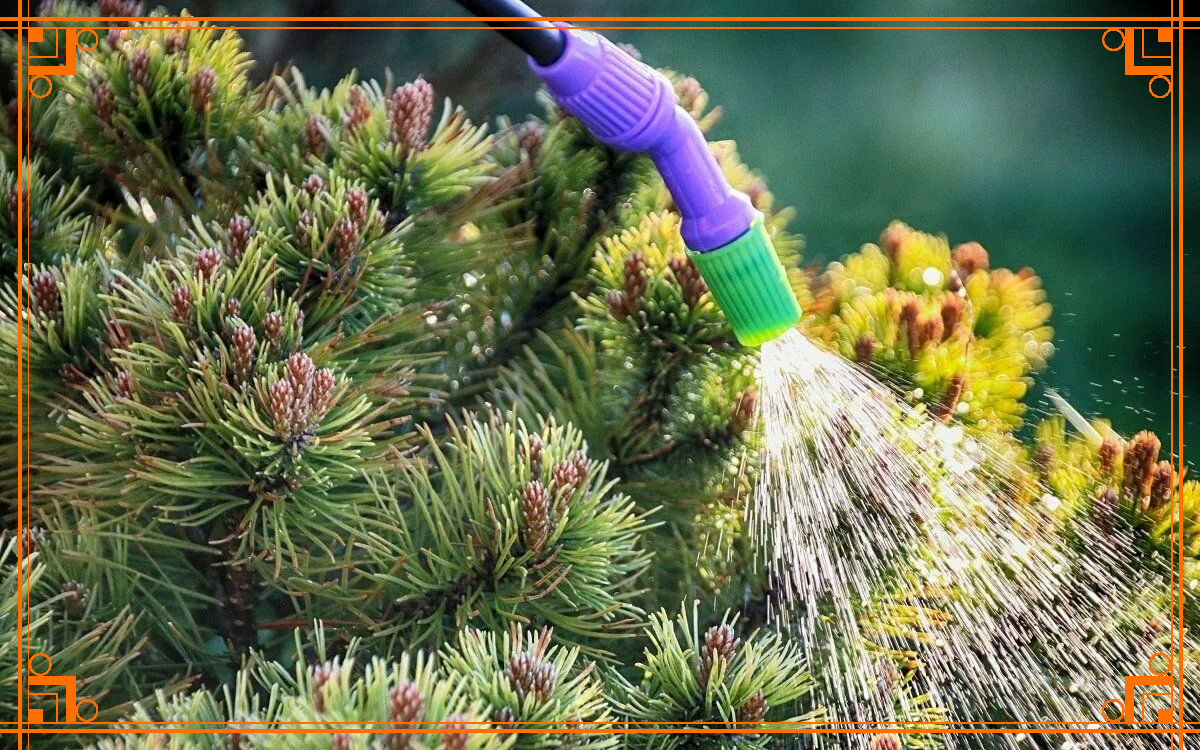 Фото из интернета. Как подготовить хвойные растения к зиме