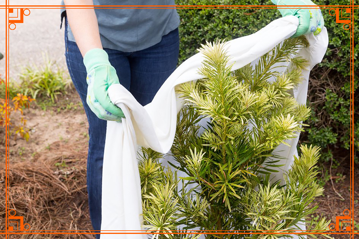 Фото из интернета. Нужно ли укрывать хвойные растения.