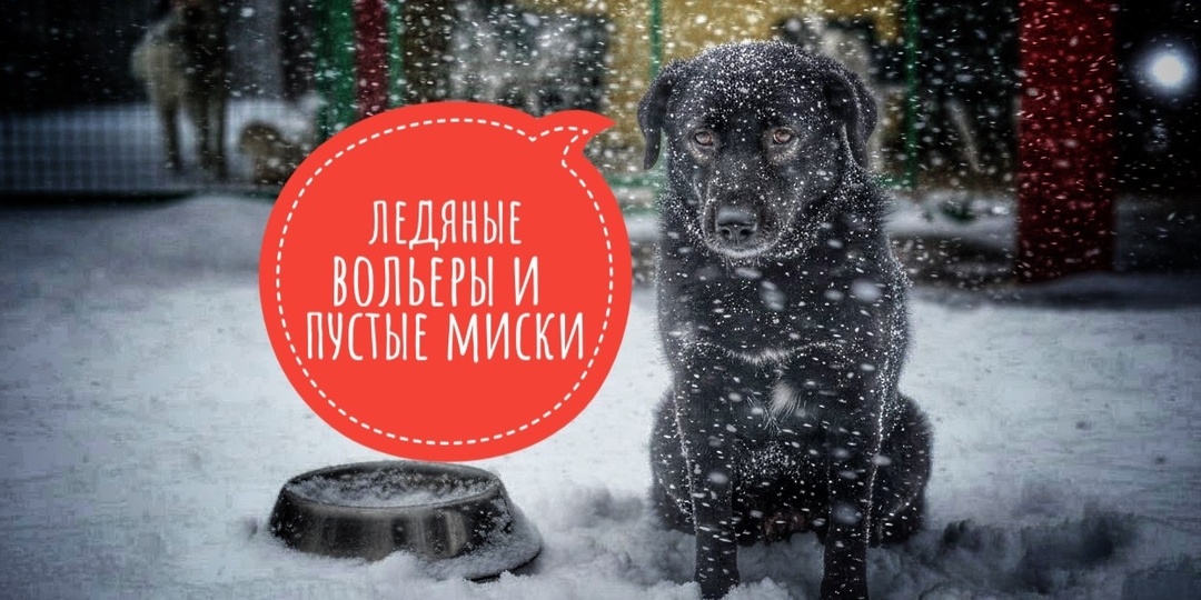 500 подопечных хосписа ГОЛОДАЮТ!