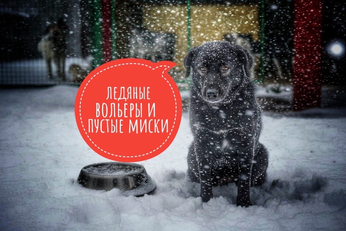 Сотни подопечных хосписа ГОЛОДАЮТ! Они в ледяных вольерах, а не дома на диване, помогите!