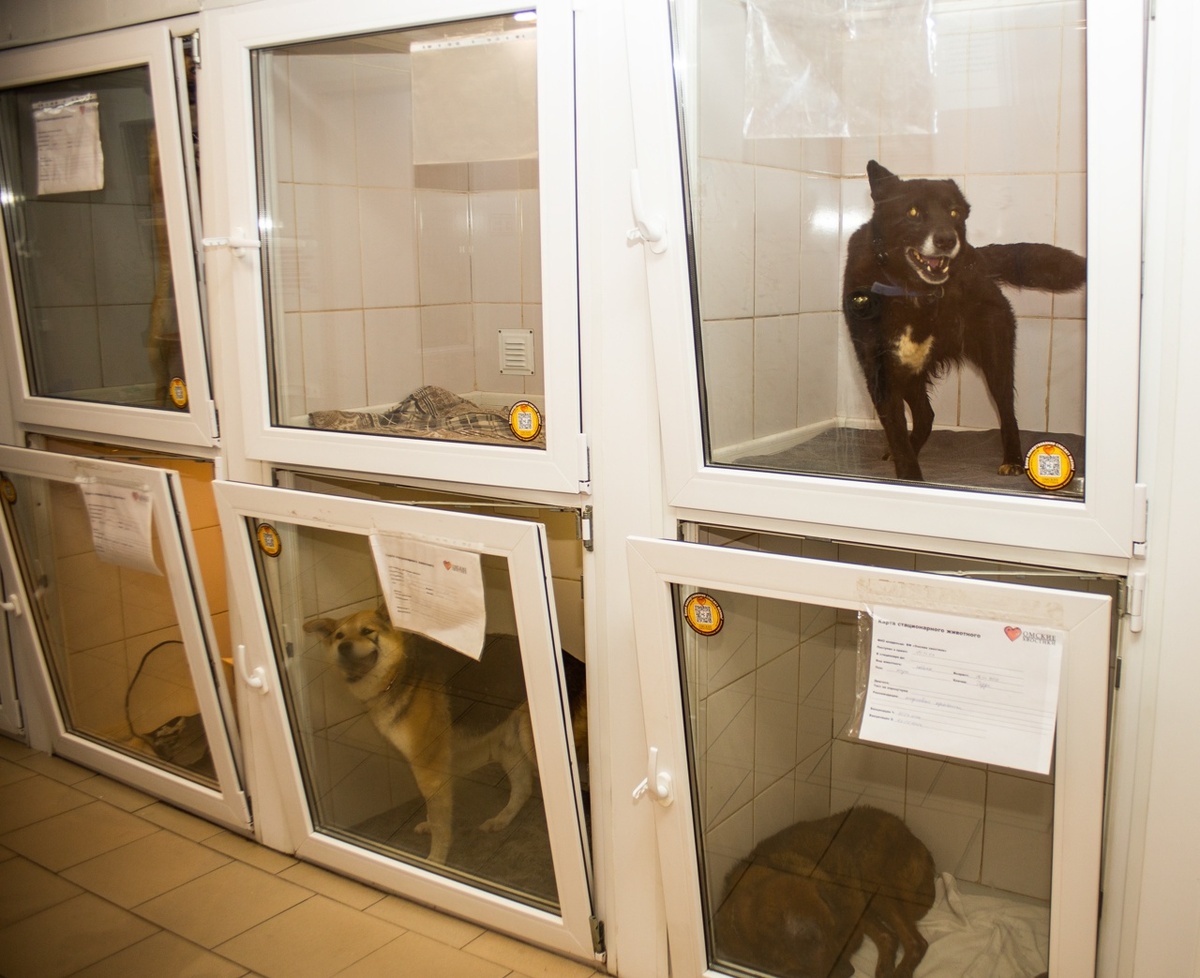 Крупы и мяса почти не осталось, в ночь собак кормить нам нечем...