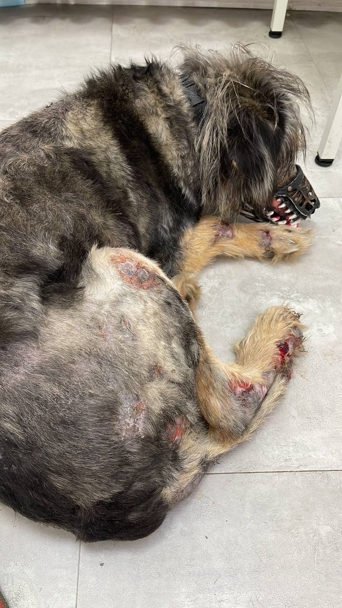 Крупы и мяса почти не осталось, в ночь собак кормить нам нечем...