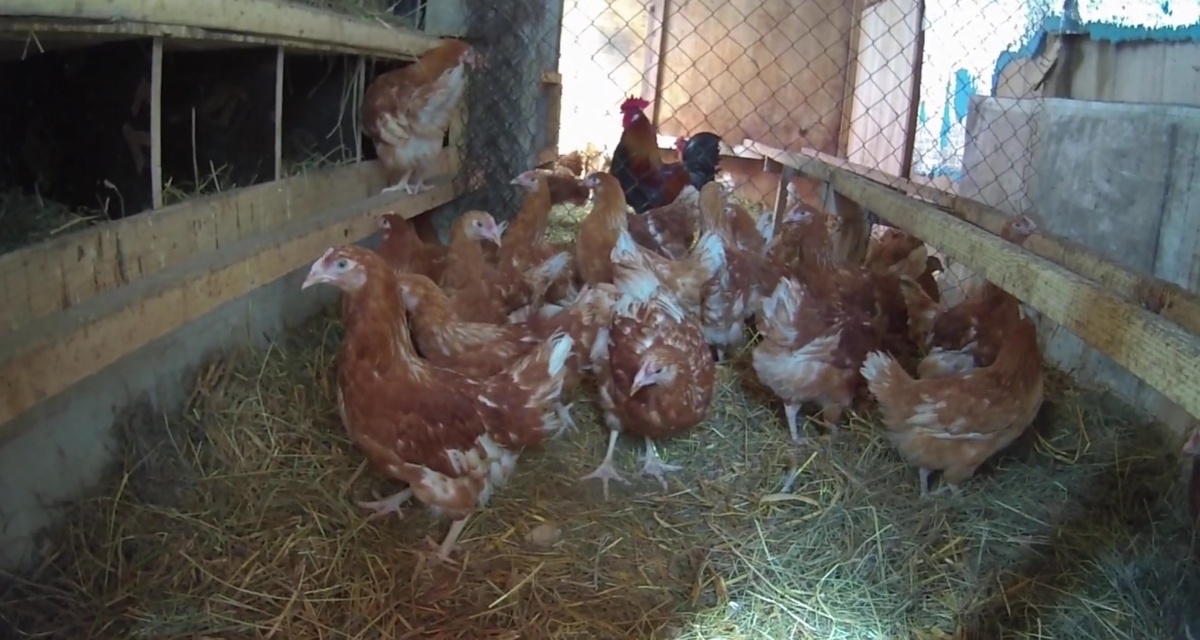 Мир в курятнике: как подружить старых и новых кур? Руководство для птицеводов.Фото автора