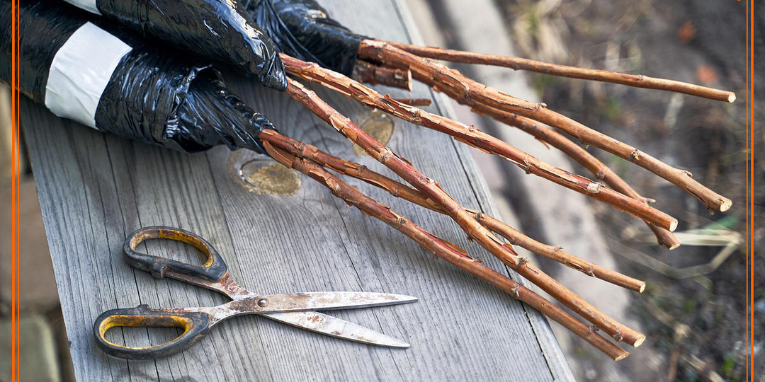 Закладка черенков на зиму, или Как сохранить до весны виноград, розы и смородину для 100% приживаемости