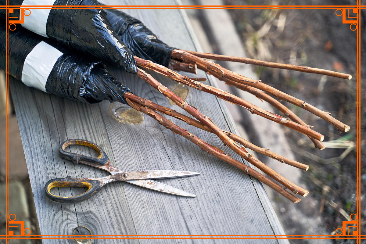 фото из Интернета. заготовка черенков винограда, смородины, роз