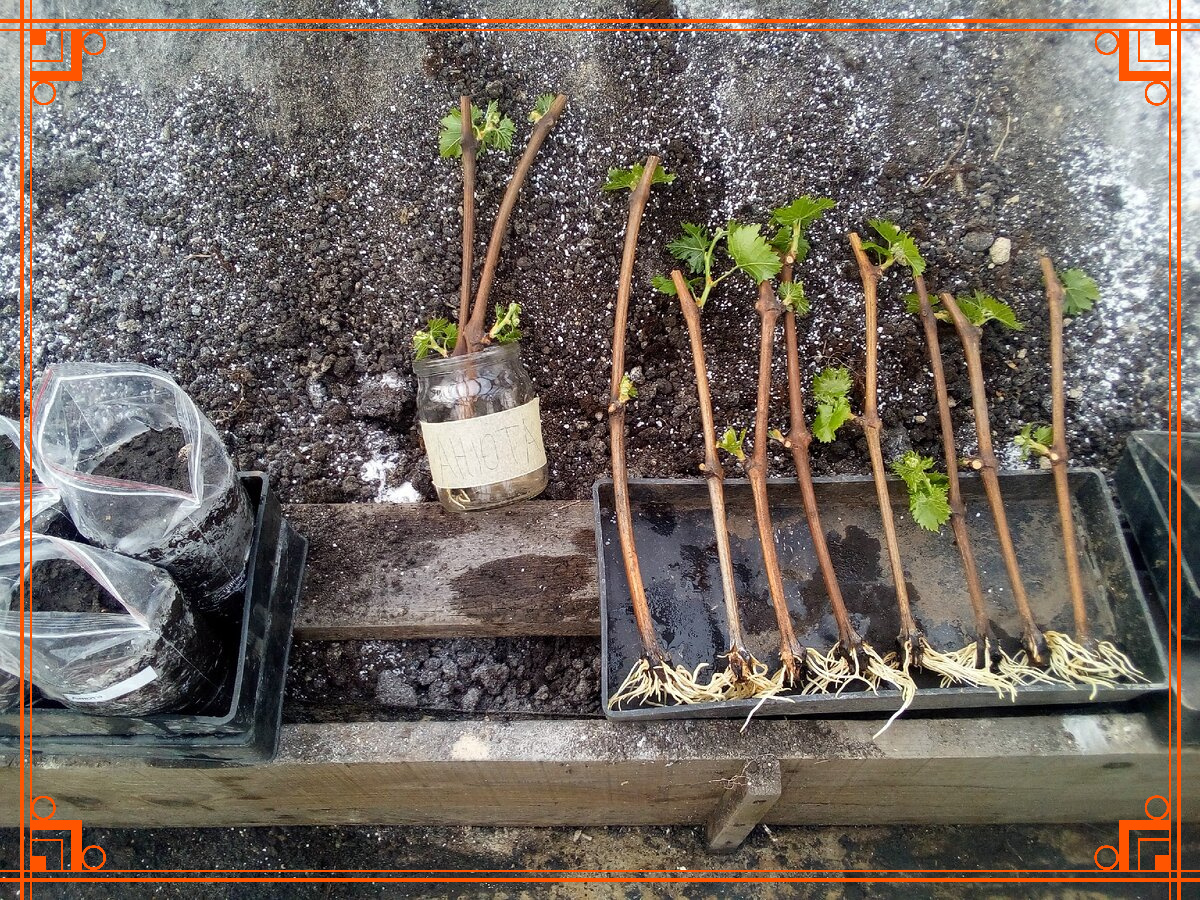 Фото из интернета. заготовка и хранение черенков