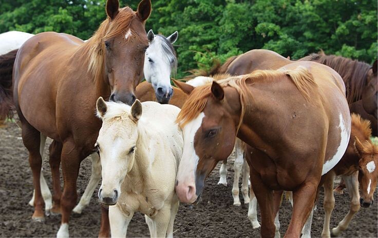 Невидимая буря: когда гормоны лошади выходят из-под контроля