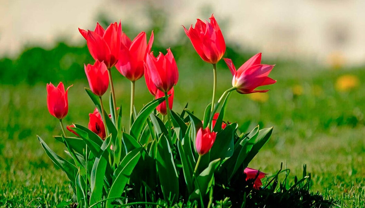 Тюльпаны следует сажать в ноябре, потому что в это время почва ещё не промерзла, а температура воздуха оптимальна для укоренения луковиц и подготовки растений к зимовке.