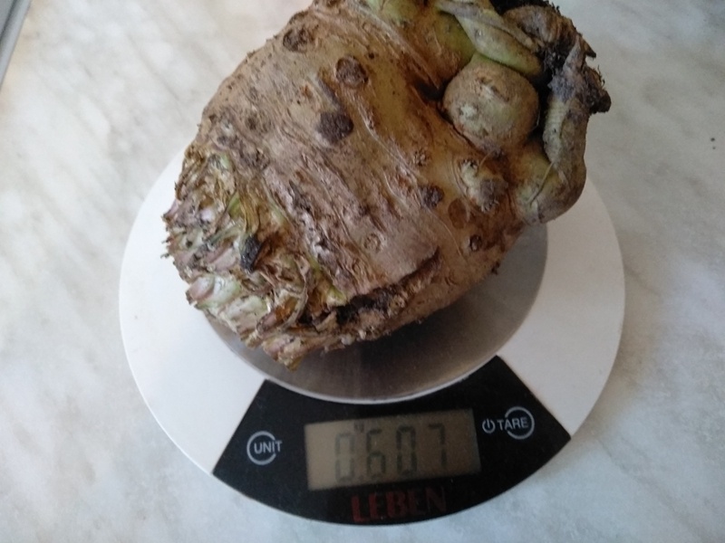 Завешиваю самый крупный корень