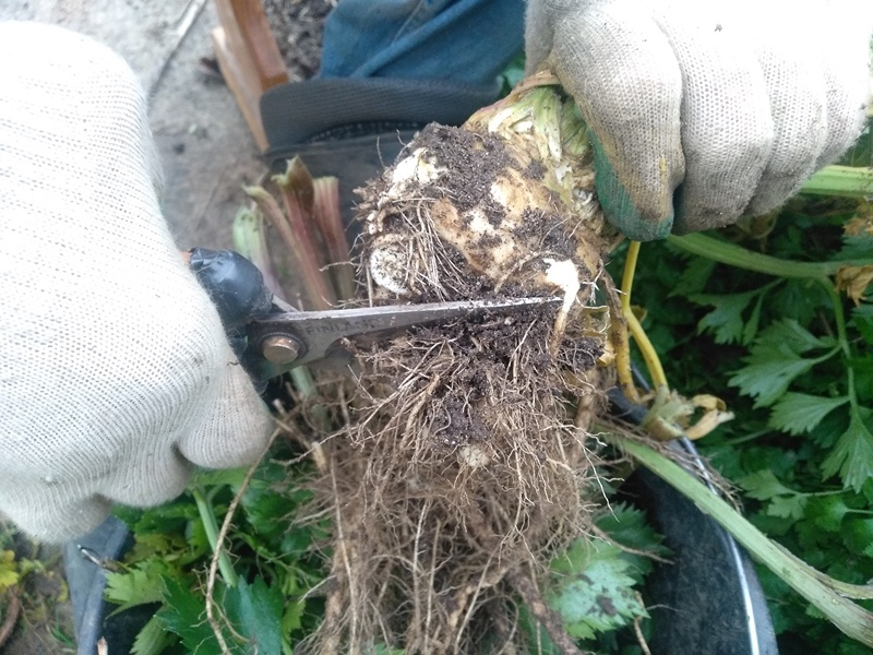 Папа обрезает лишние корни во время уборки