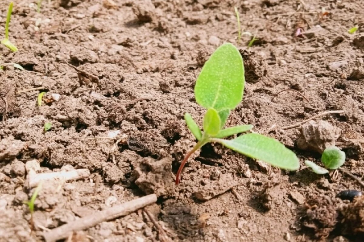    Учёные КБР доказали, что корни растений могут поглощать CO₂ из почвы