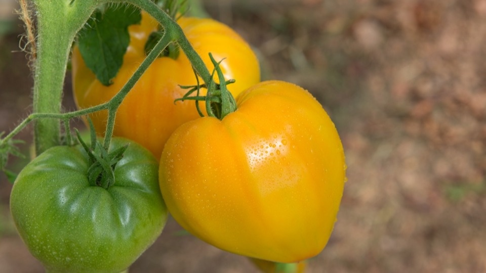 Выращиваю надежные томаты 5 лет подряд. Урожай гарантирован даже новичку