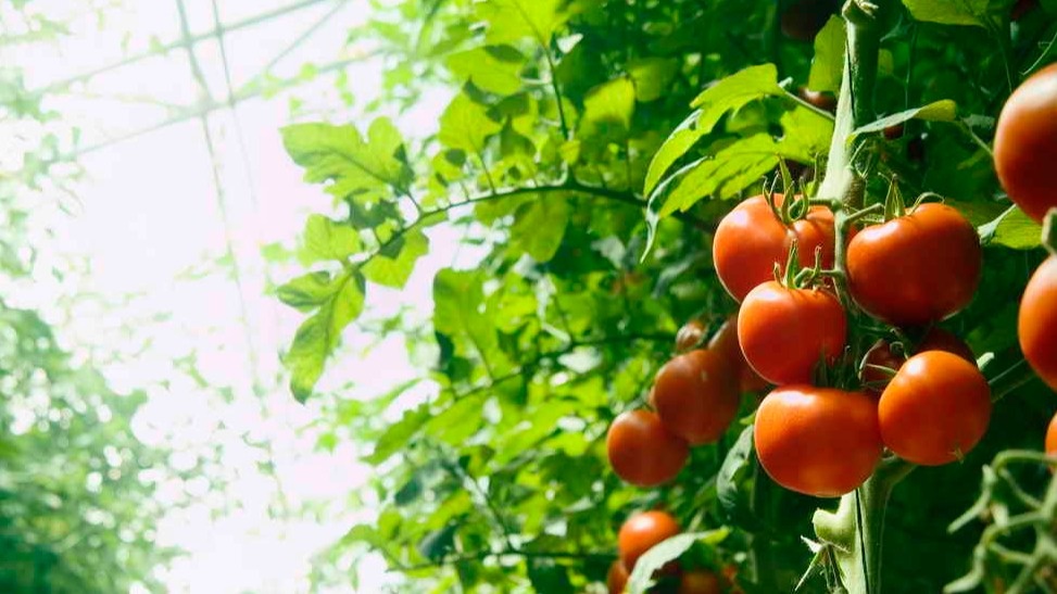 Мои проверенные сорта - урожай гарантирован всегда