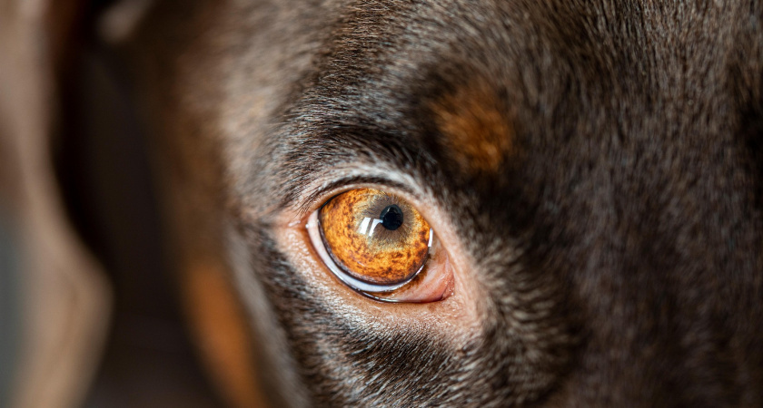    Калининградская семья требует полмиллиона: доберман набросился на ребёнка