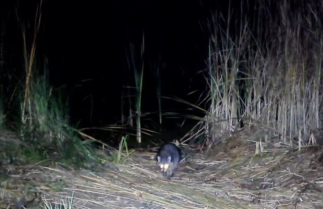     Фото: скрин видео