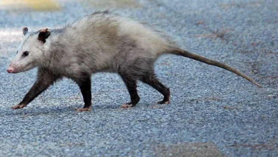 Виргинский опоссум. Источник: pinterest.com.